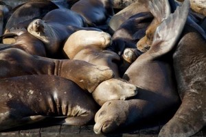 sleeping seals