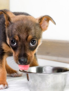 http://www.dreamstime.com/stock-photo-hungry-puppy-image24807990