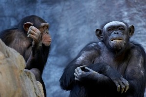 monkeysCommunication
