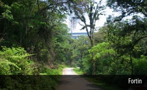 fortin the jungle road