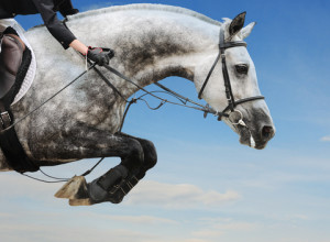 jumping horse head