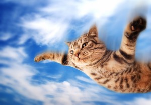 flying cat why I wrote